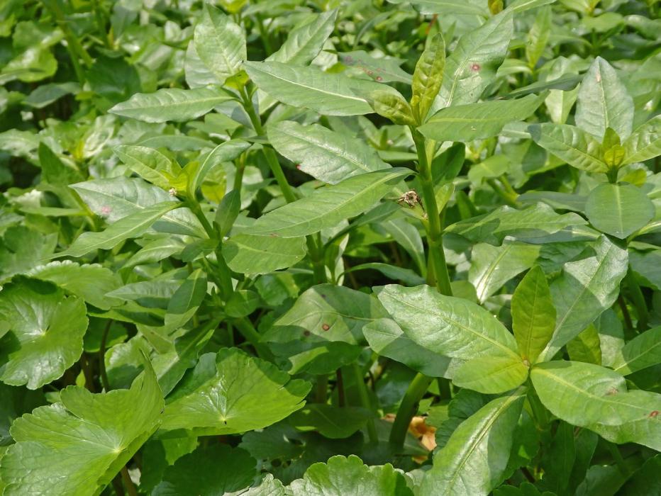 ナガエツルノゲイトウ写真1