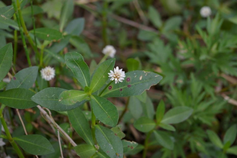 ナガエツルノゲイトウ写真2
