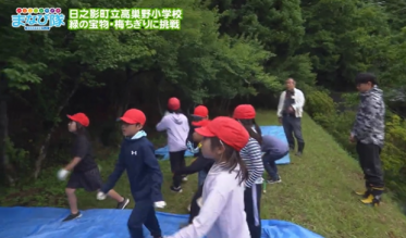 梅の実