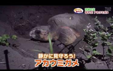 アカウミガメ