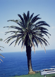 (写真)フェニックス-ヤシ科-