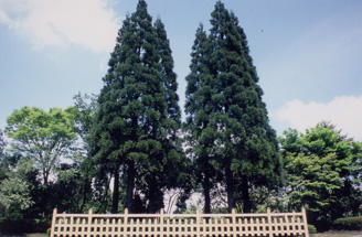 (写真)オビスギ-スギ科-