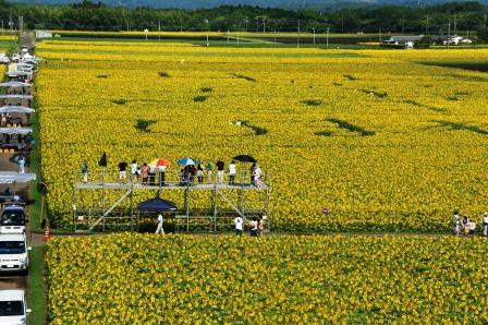 きゃべつ畑のひまわり祭り