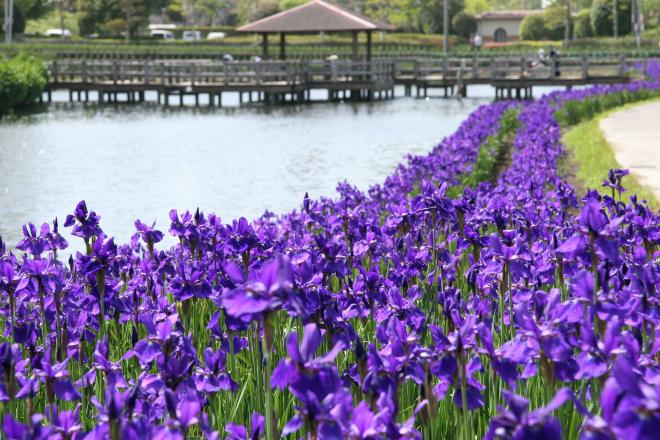 早水公園の菖蒲