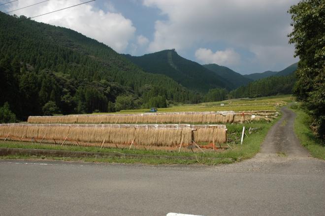 尾平野の棚田