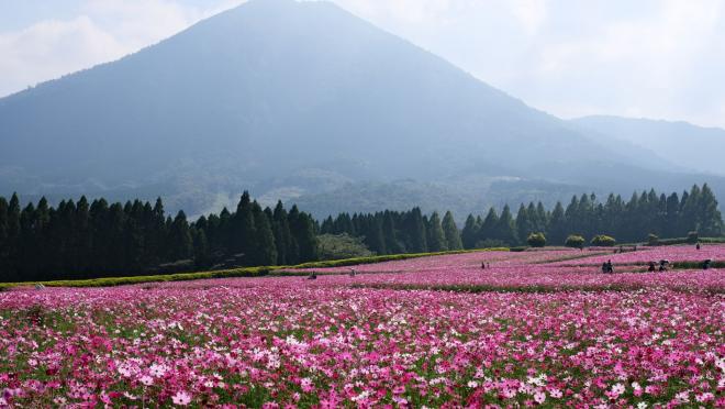 生駒高原のコスモス