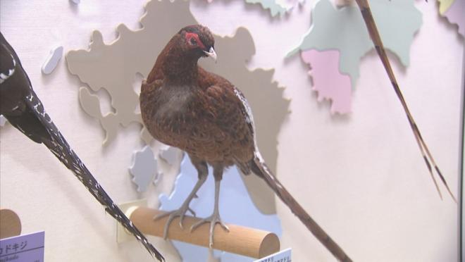 コシジロヤマドリ