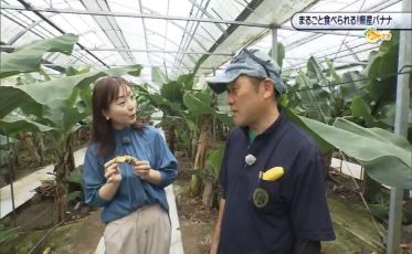 まるごと食べられる！県産バナナ