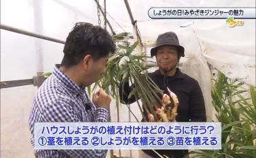 【おしえて！みやざき】令和6年6月15日「しょうがの日！みやざきジンジャーの魅力」