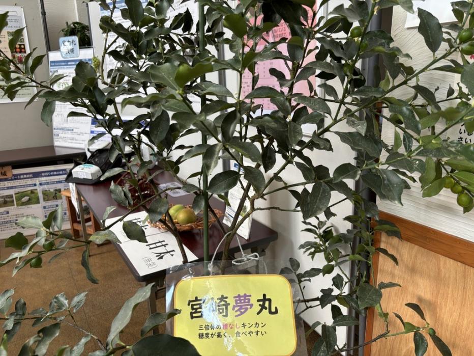 宮崎王丸の鉢植え