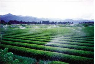 茶園散水状況